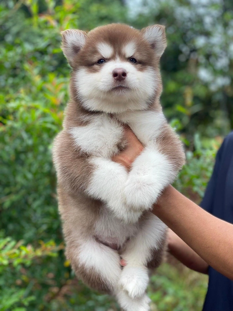 Khám phá ảnh avatar chó chất lượng cao và đáng yêu