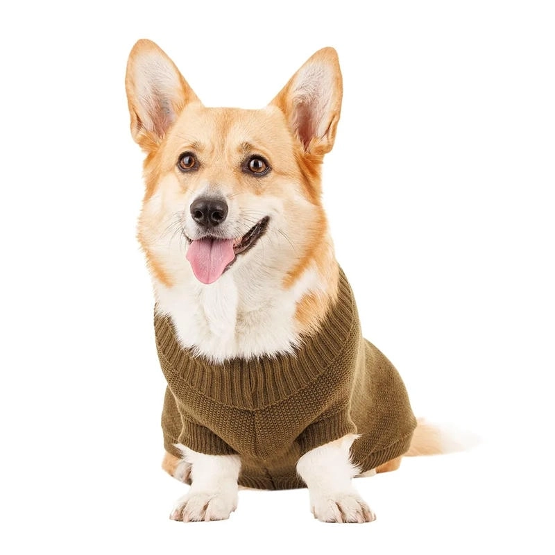 Chọn avatar chó ngáo độc lạ để gây ấn tượng mạnh