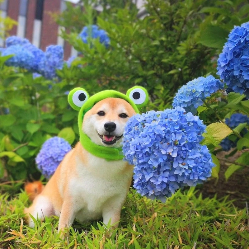 Thể hiện cá tính với avatar chó ngầu chất và độc đáo