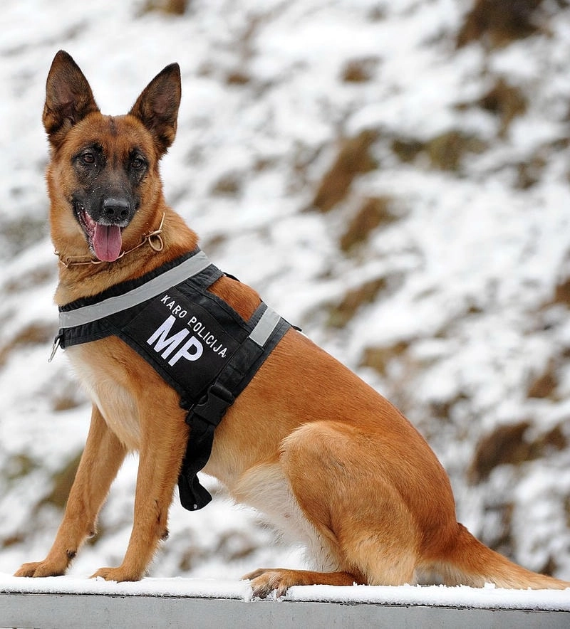 Avatar chó dễ thương là như thế nào