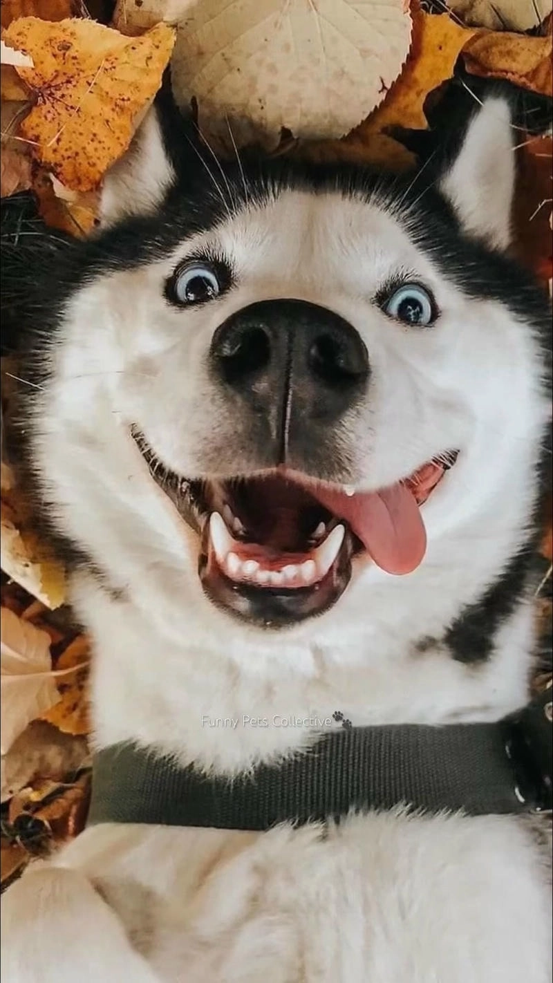 Thử avatar chó vô tri hài hước khiến mọi người bật cười