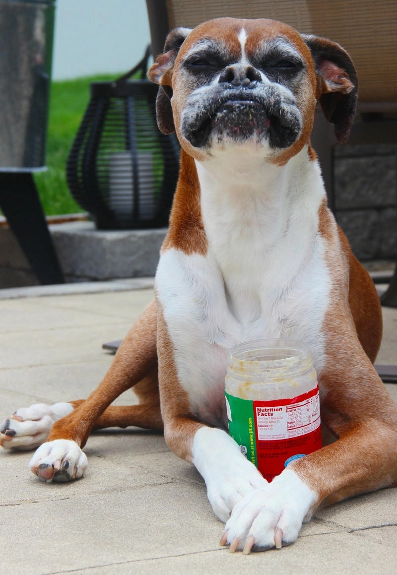 Chọn ngay avatar chó vô tri cute dễ thương và đáng yêu