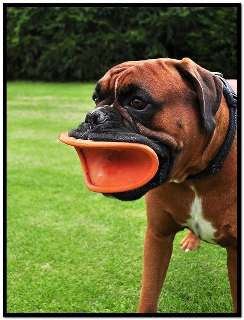 Khám phá avatar chó bựa siêu hài hước đầy cá tính