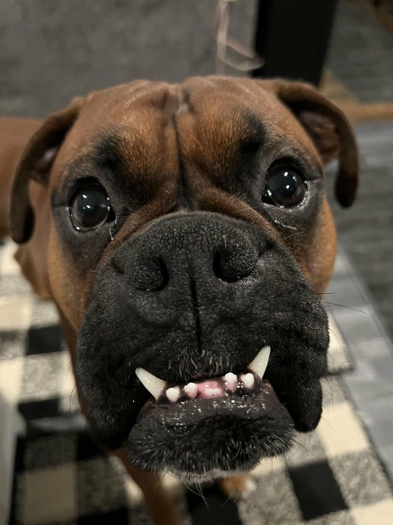 Sở hữu avatar chó hài hước giúp trang cá nhân nổi bật