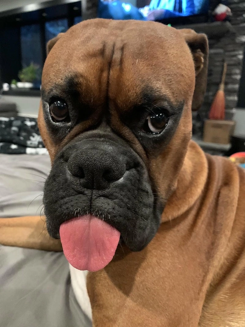 Thể hiện phong cách vui nhộn với avatar con chó ngáo