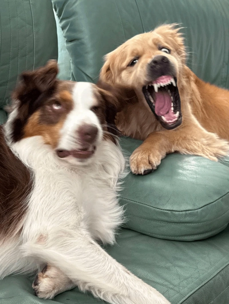 Tận hưởng vẻ ngộ nghĩnh của avatar chó vô tri cute cực đáng yêu cho hình đại diện