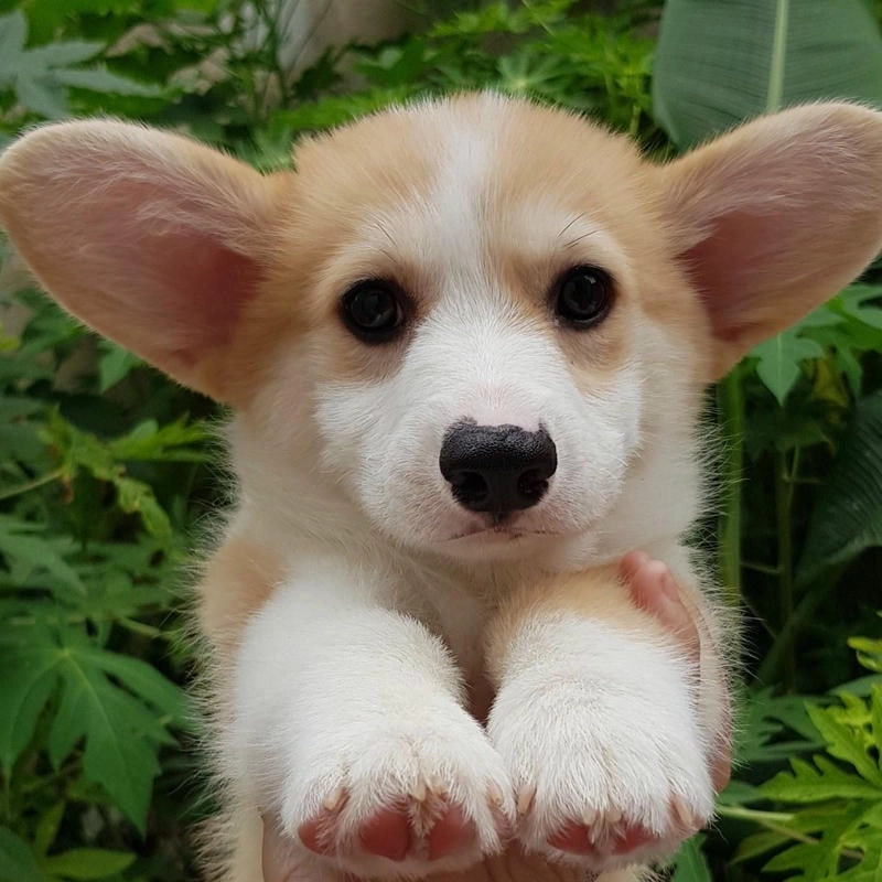 Thỏa sức khám phá hình ảnh avatar chó cute đáng yêu cho mọi nền tảng