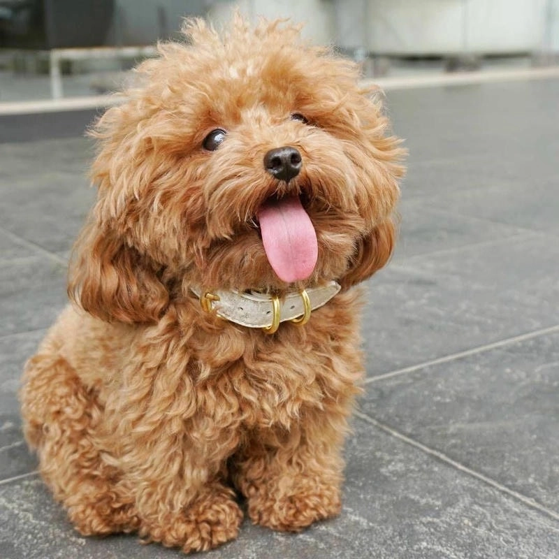 Avatar chó cute là như thế nào khiến bạn mê mẩn