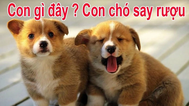 Chọn ngay avatar con chó cute dễ thương để làm mới trang cá nhân của bạn