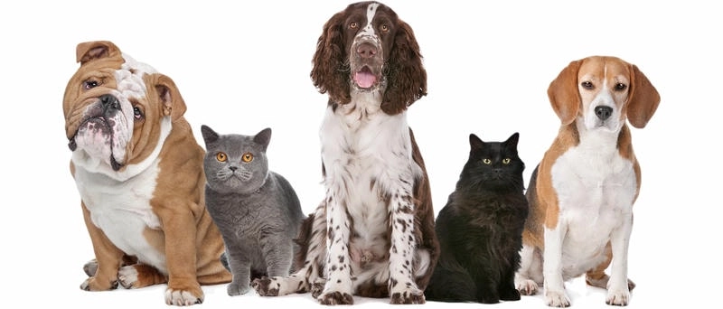 Khám phá avatar chó mèo cute tinh nghịch cho hình đại diện thú vị hơn