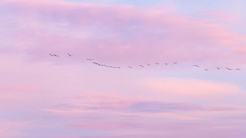 Tô điểm trang cá nhân bằng avatar nữ cute màu tím đáng yêu và nổi bật