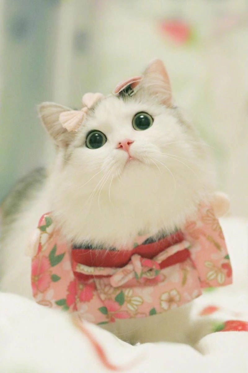 Chọn avatar mèo dễ thương khiến profile thêm sinh động