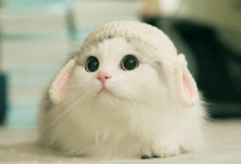 Tải hình avatar mèo đẹp chất lượng cao ngay hôm nay