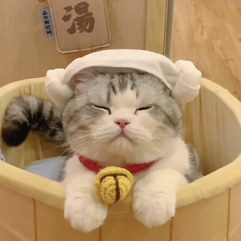 Avatar mèo dễ thương là như thế nào khám phá ngay