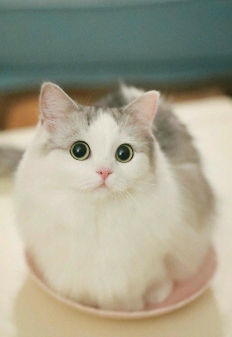 Khám phá bộ avatar mèo ngáo hài hước làm bạn bật cười