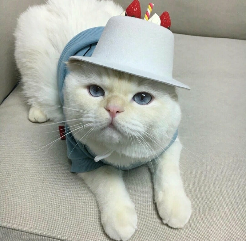 Khám phá avatar ngộ nghĩnh ảnh mèo cute dễ thương làm mới profile của bạn