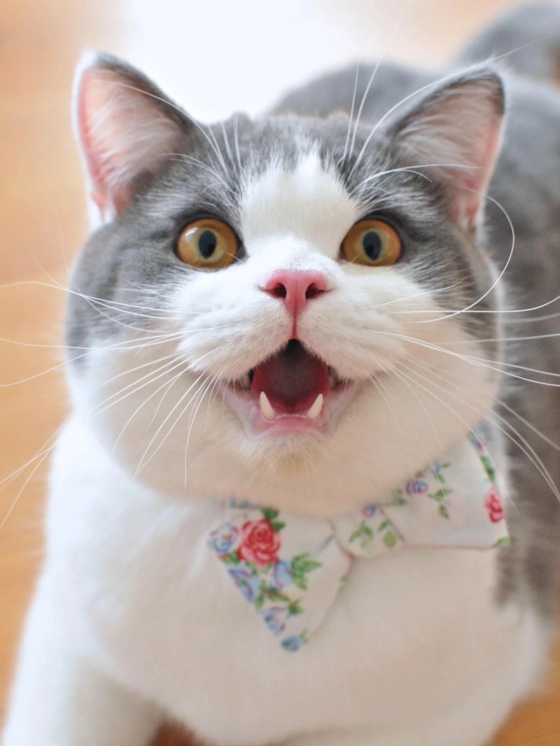 Chọn ngay ngộ nghĩnh avatar cute mèo để profile luôn nổi bật và vui nhộn