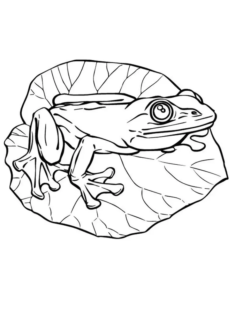 Hoạt động thú vị với tô màu con ếch cho bé sáng tạo