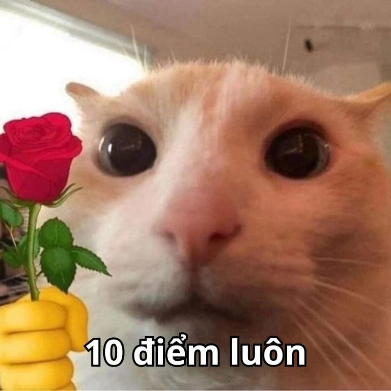 Cùng cười với những hình 10 điểm meme buồn cười