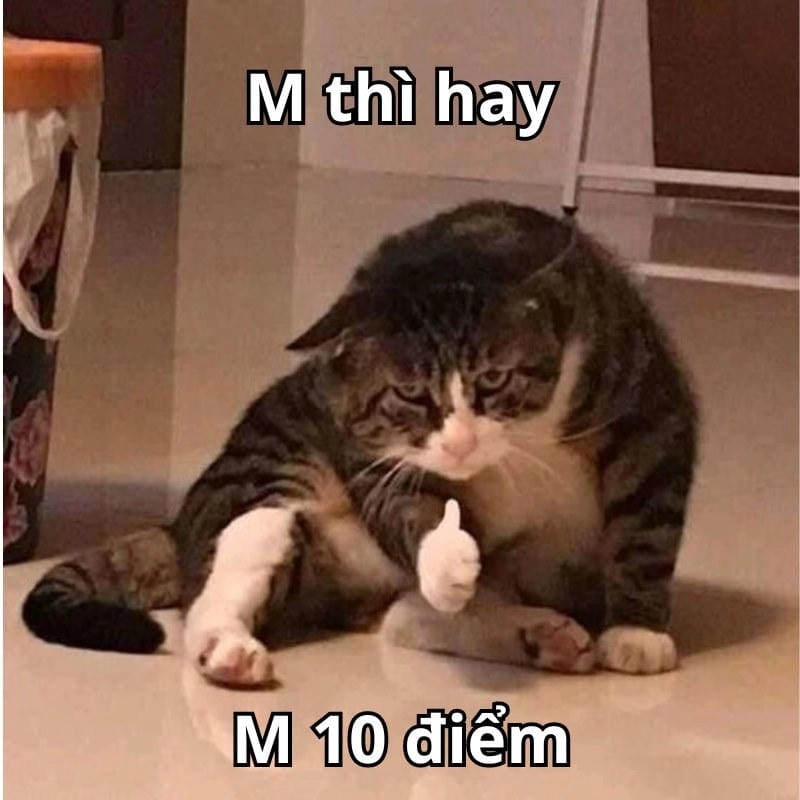 Gợi ý những bức 10 điểm meme cute
