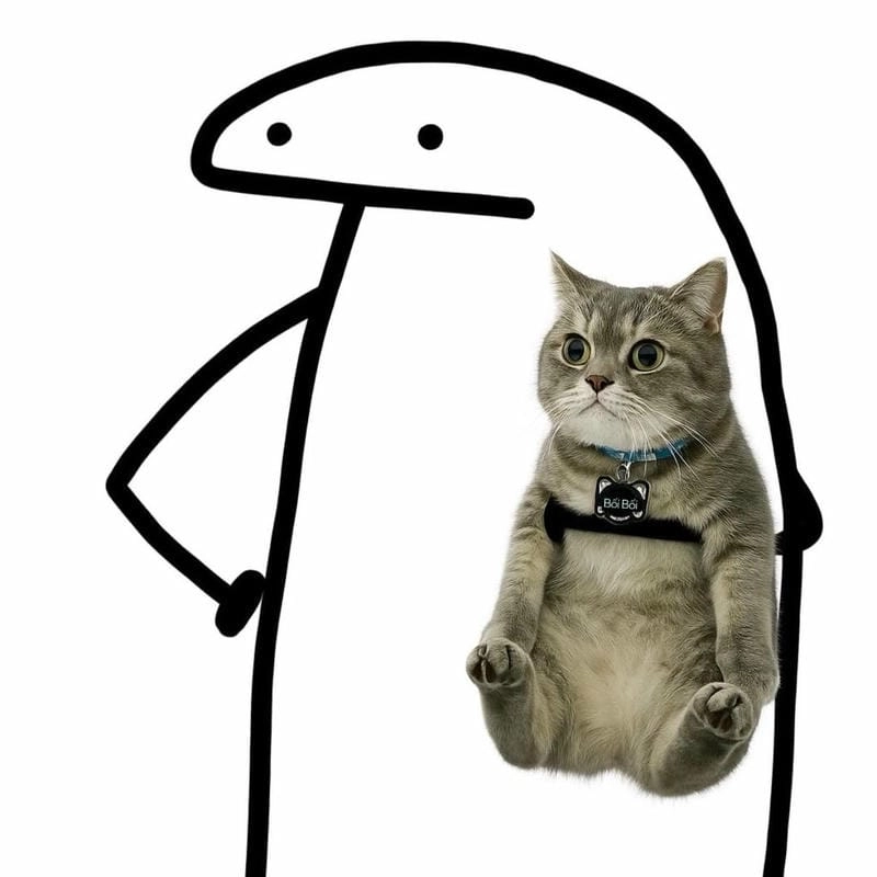 Tìm hiểu Sức hút của meme mèo hài hước