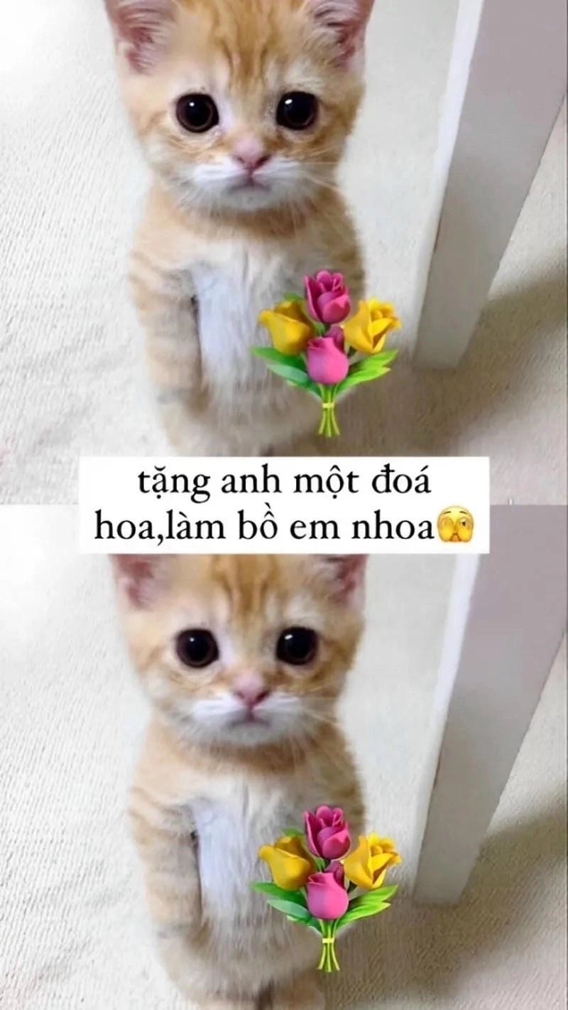 Săn lùng những khoảnh khắc meme ảnh con mèo