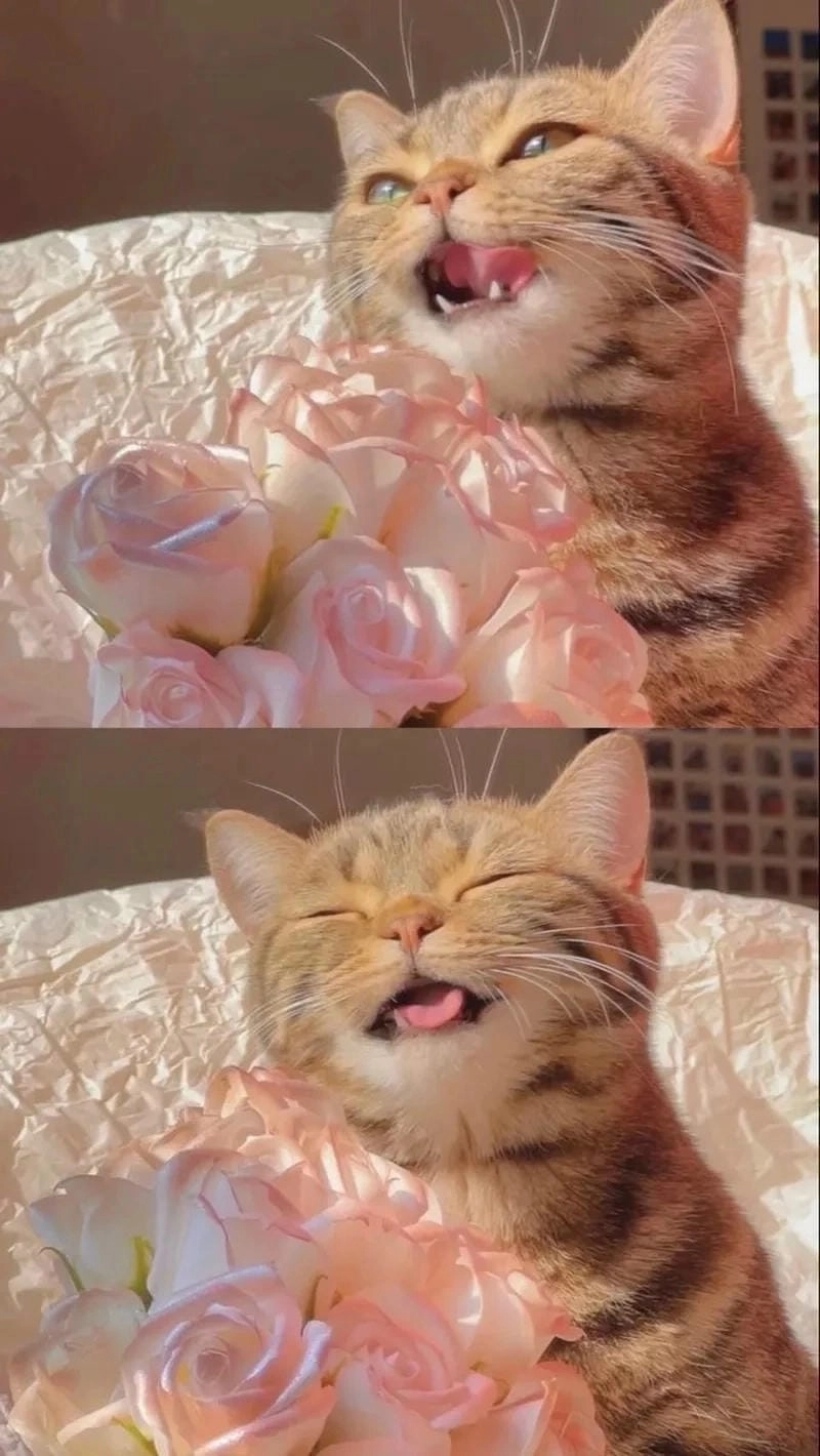 Lạc lối trong thế giới caption ảnh meme con mèo