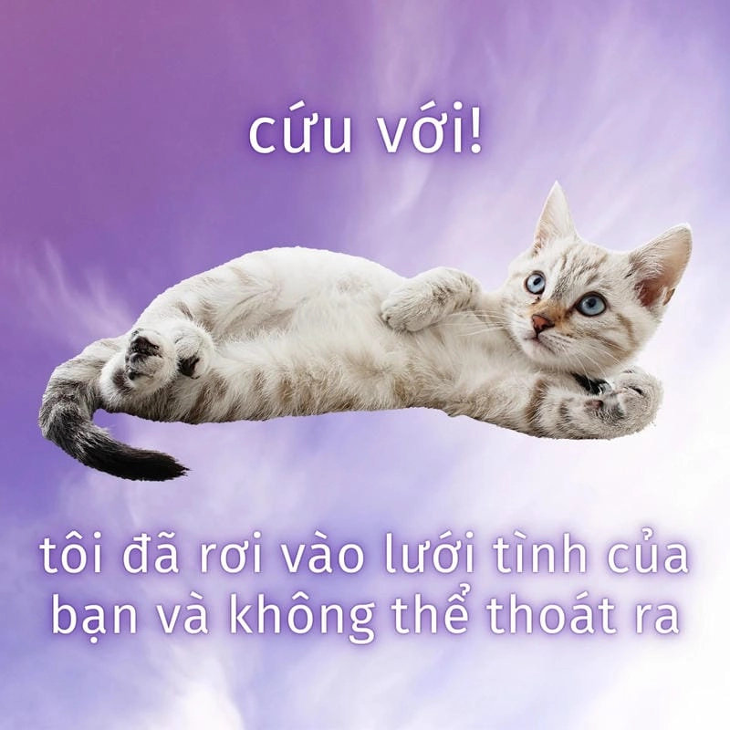 Cười sảng với ảnh meme con mèo biểu cảm