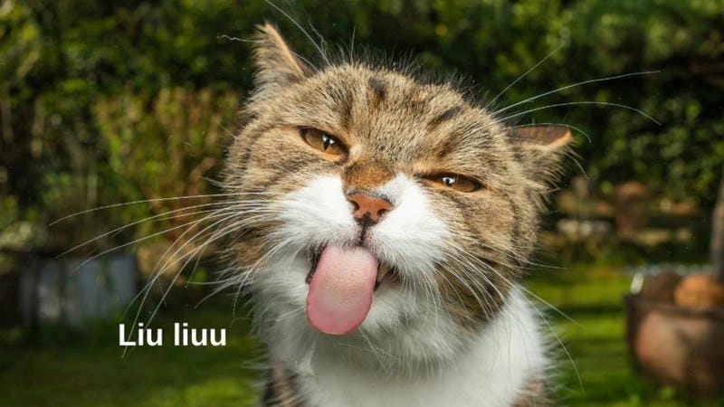 Thức dậy cùng những hình hình nền meme dễ thương