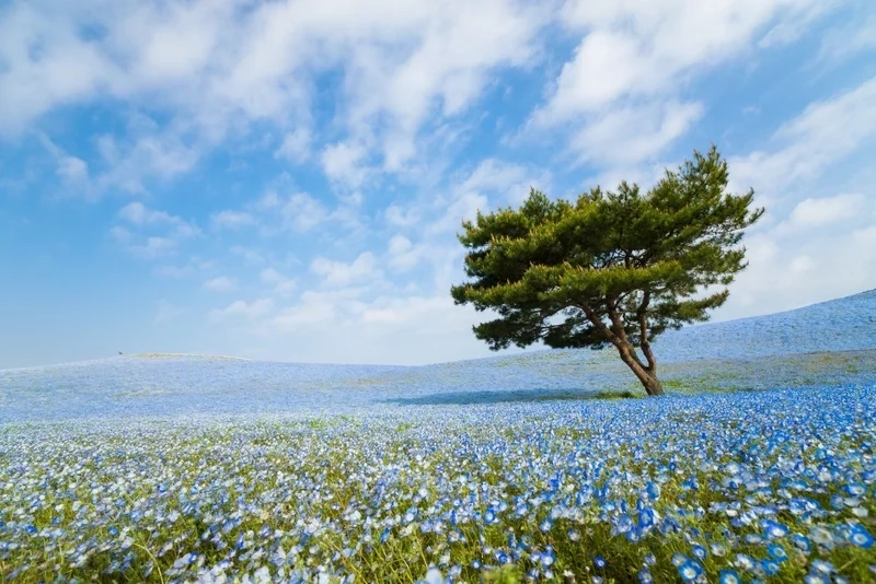 Ảnh anime phong cảnh đẹp kết hợp màu sắc sinh động