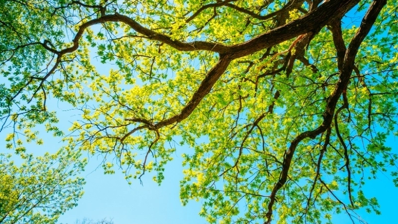 Khám phá ảnh phong cảnh đẹp 3d chân thực và sắc nét