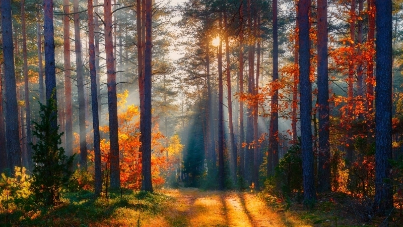 Sưu tầm hình nền phong cảnh đẹp 4k tuyệt đẹp cho thiết bị