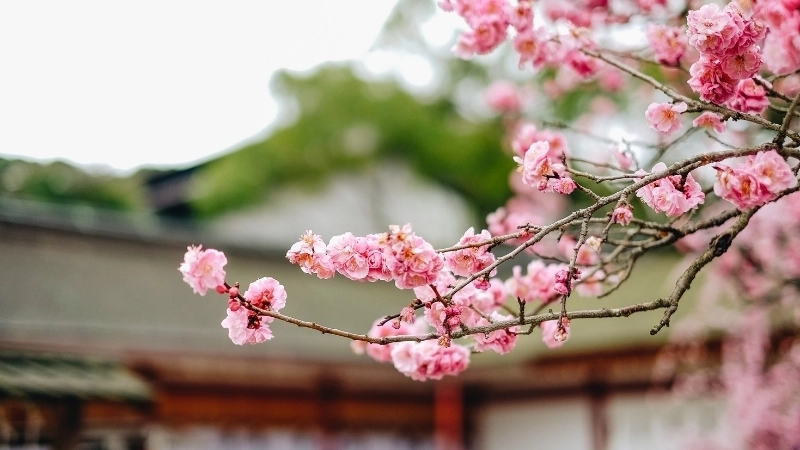 Khám phá ảnh phong cảnh đẹp anime độc đáo và sống động