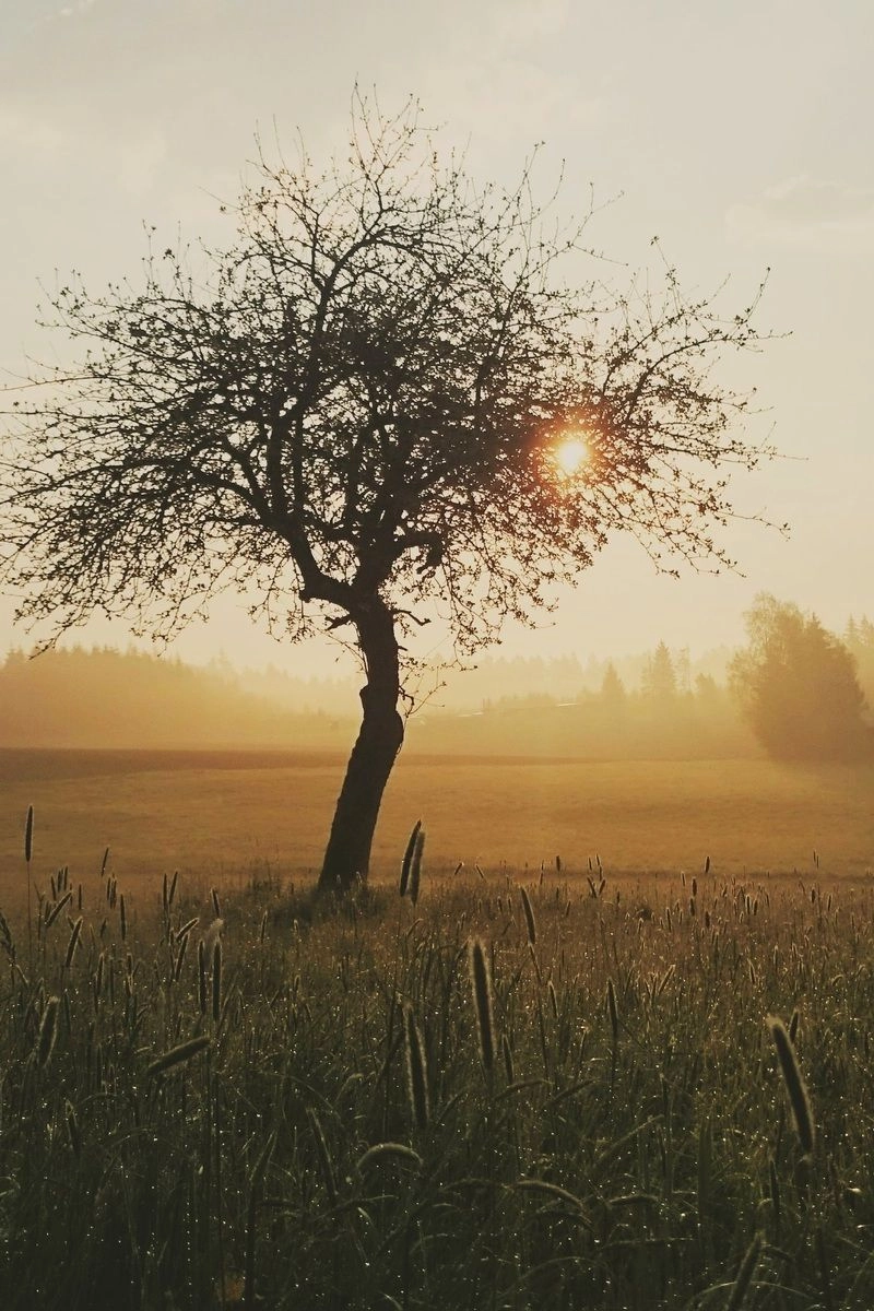 Khám phá ảnh phong cảnh anime buồn đầy nghệ thuật