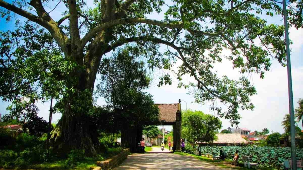 Ngắm ảnh phong cảnh việt nam 4k sắc nét đến từng chi tiết thiên nhiên