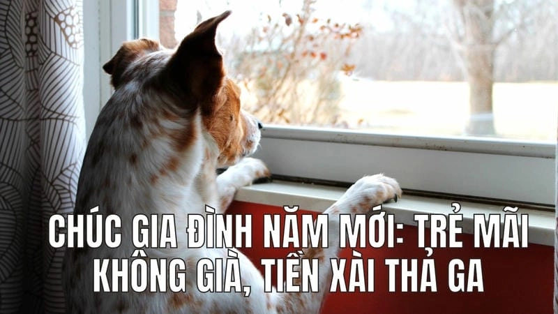 Cười sảng với ảnh tết meme bá đạo