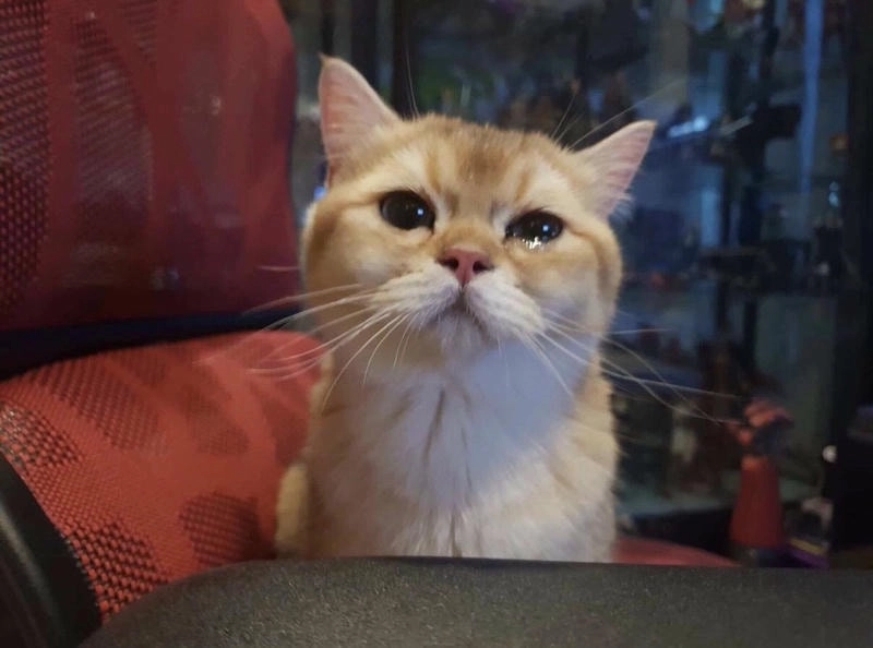 Thể hiện cảm xúc với avatar ảnh mèo khóc cực dễ thương