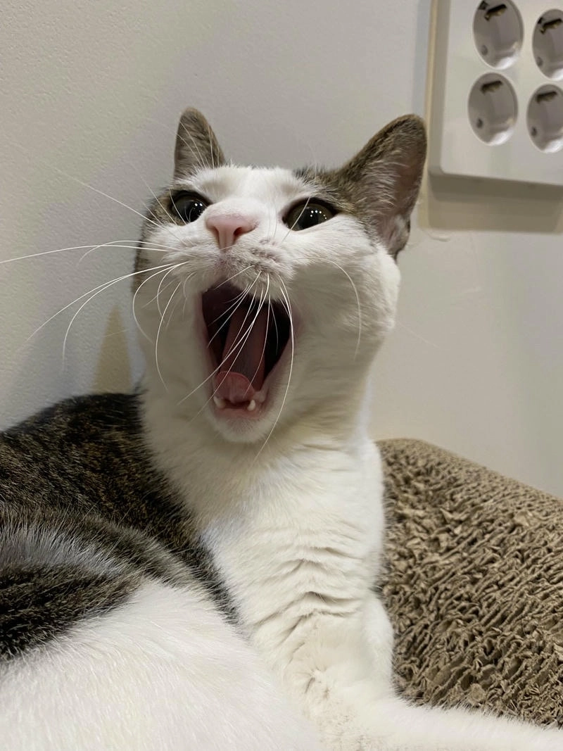 Tải ngay ảnh avatar bựa độc đáo để nổi bật trên mạng xã hội