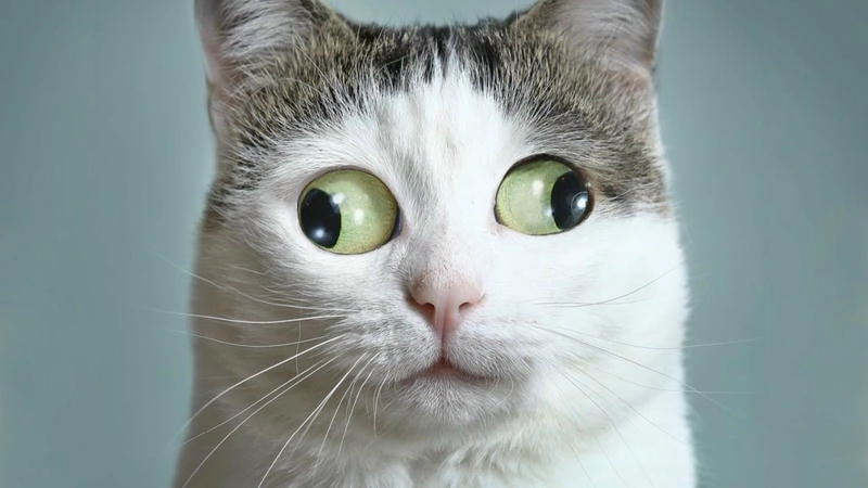 Chọn avatar tiktok bựa siêu hài giúp bạn thu hút mọi người