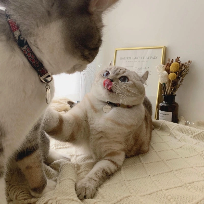 Thử sức với avatar vô tri bựa vui nhộn gây cười không ngờ