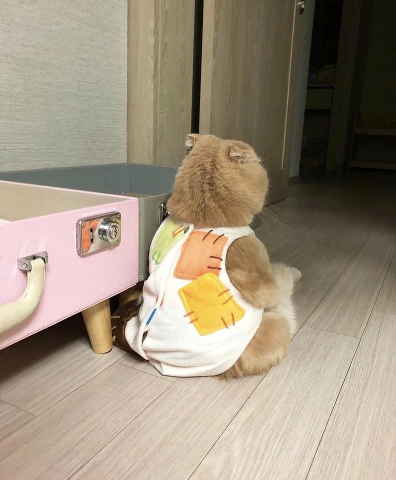 Chọn meme avatar bựa cute cực hài để tạo phong cách riêng