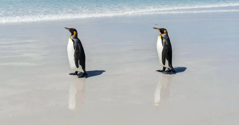 Thể hiện cá tính với avatar chim cánh cụt ngầu đầy sức hút và phong cách