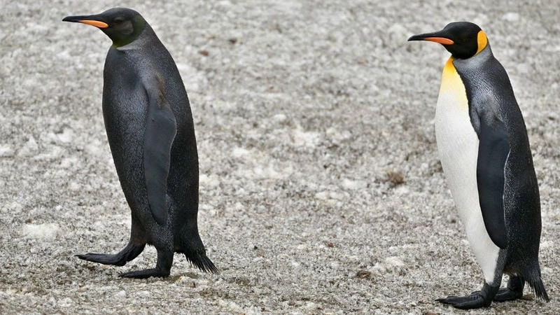 Avatar cánh cụt đáng yêu là như thế nào