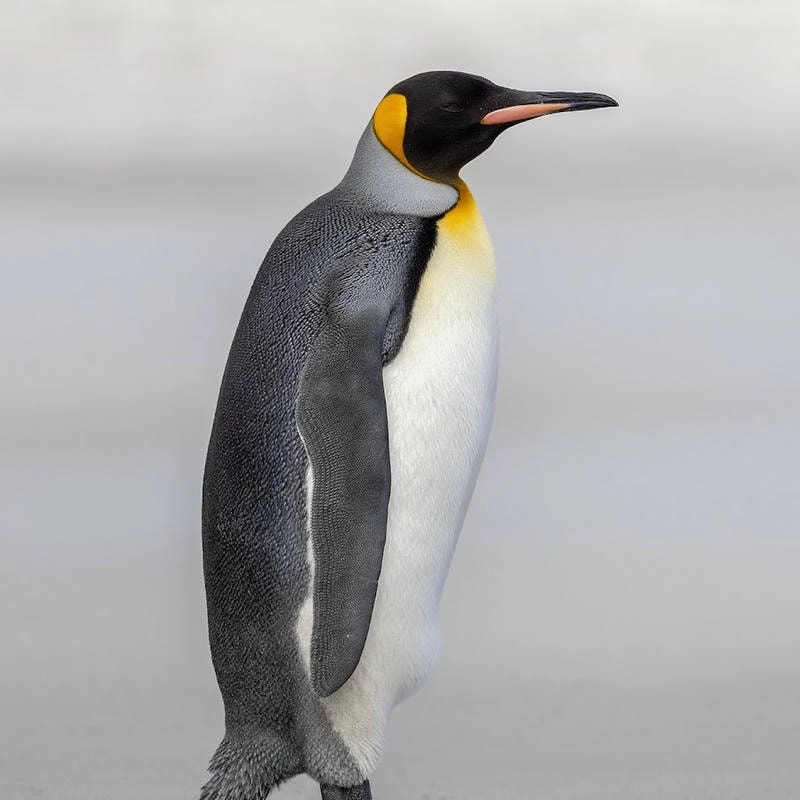 Khám phá ảnh avatar chim cánh cụt sinh động, ngộ nghĩnh và thu hút mọi ánh nhìn