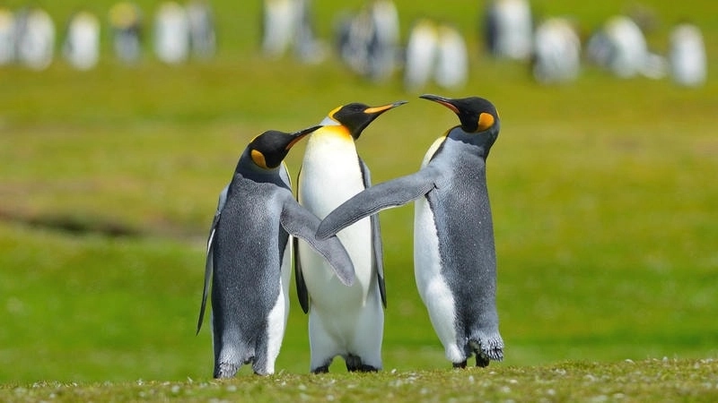 Tạo phong cách vui nhộn với penguin cartoon avatar cực dễ thương