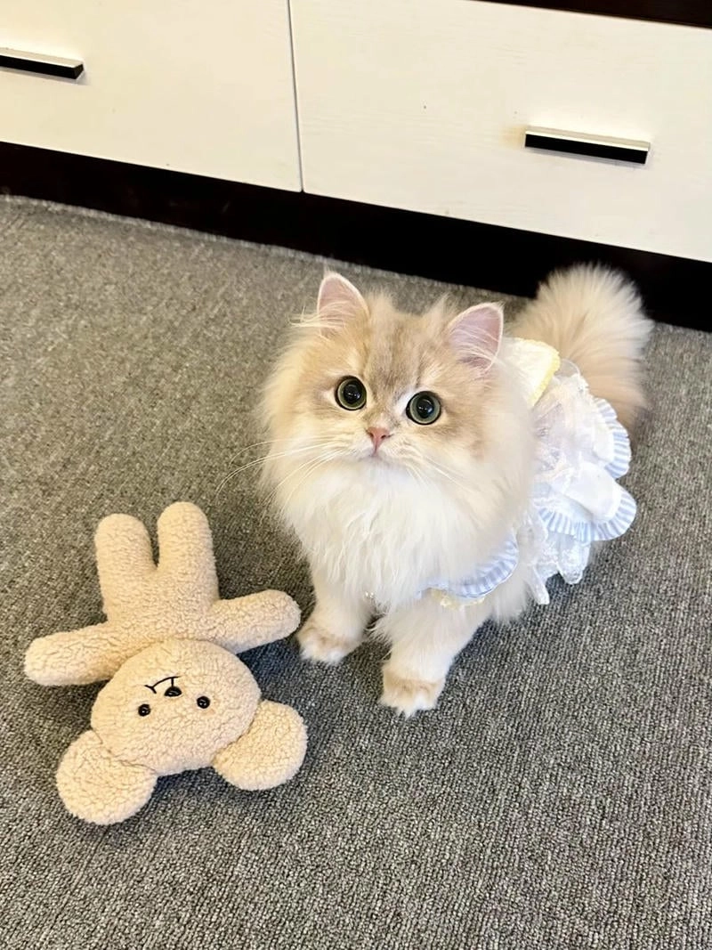 Chọn avatar cute vô tri hài hước cho avatar cat của bạn