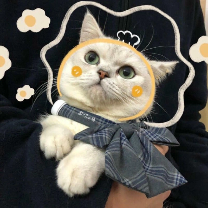 Tùy chỉnh roblox avatar cat phong cách riêng với avatar cat