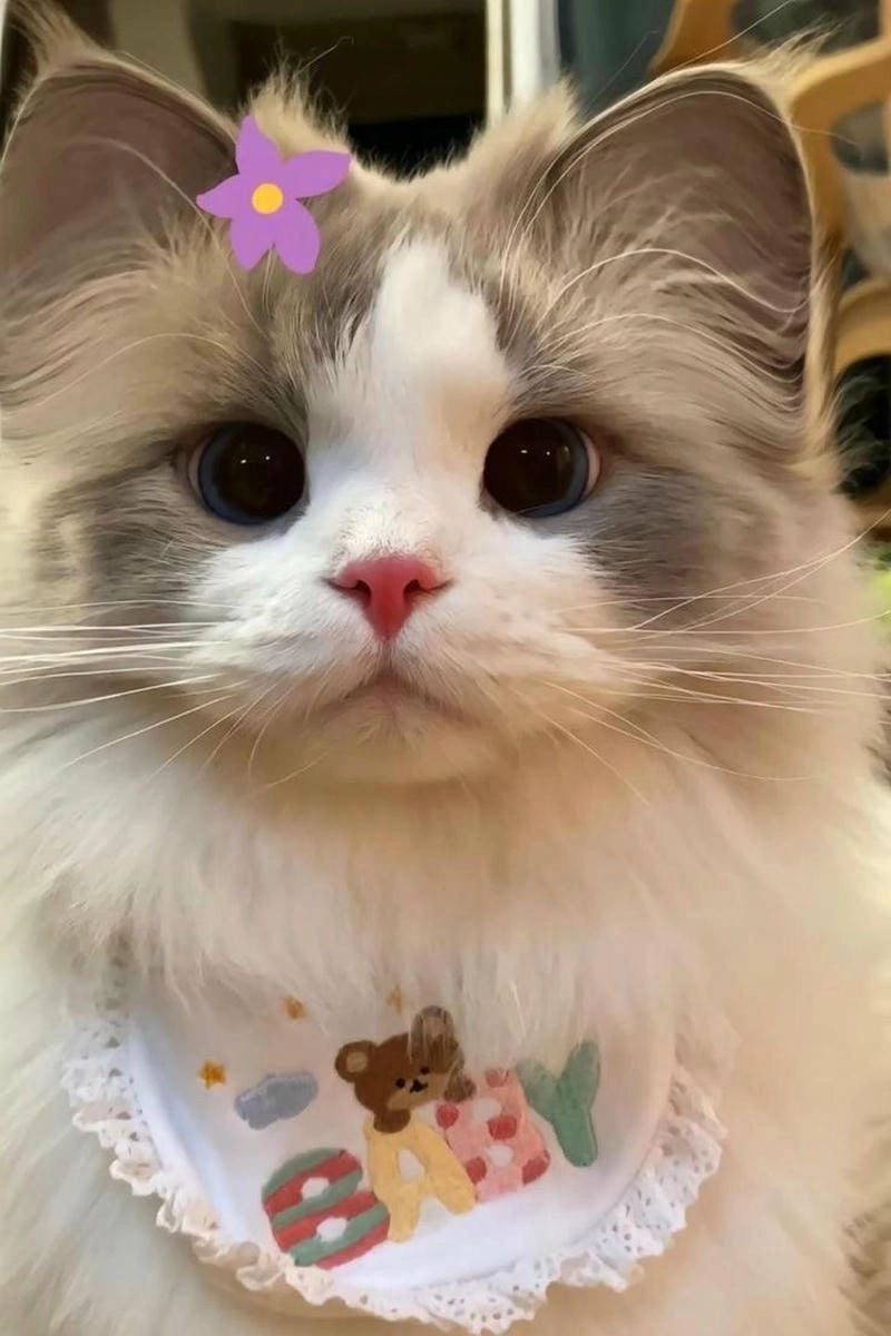 Avatar cat đầy màu sắc