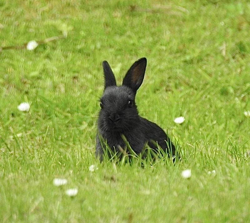 Chọn avatar thỏ đen ngầu và cá tính