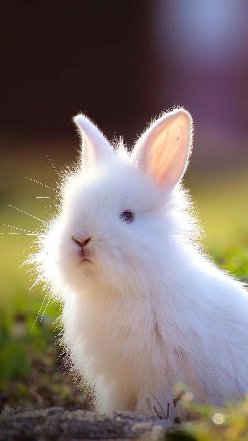 Chọn ảnh thỏ trắng làm avatar trong trẻo dễ thương